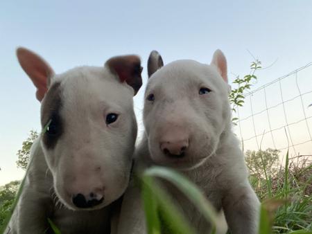 Bull Terrier (Miniature) for sale by WILDBULLFIRE