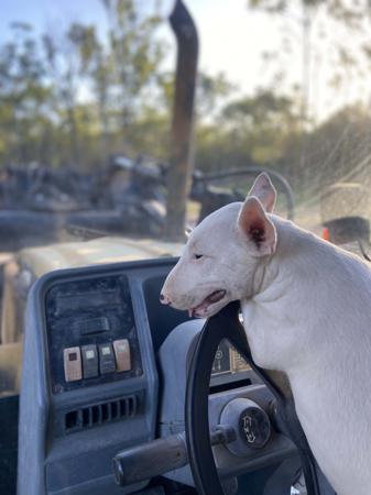 Bull Terrier (Miniature) for sale by WILDBULLFIRE