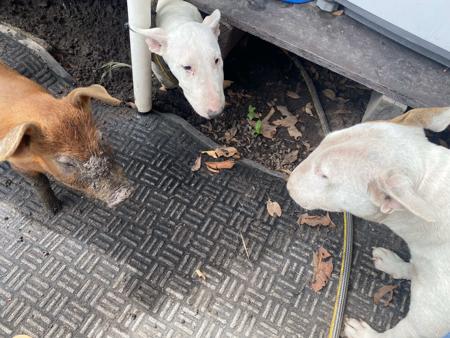 Bull Terrier (Miniature) for sale by WILDBULLFIRE