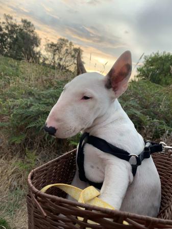 Bull Terrier (Miniature) for sale by WILDBULLFIRE