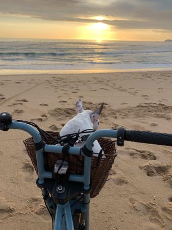 Bull Terrier (Miniature) for sale by WILDBULLFIRE