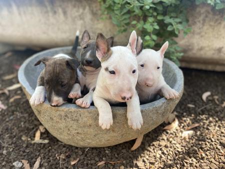 Bull Terrier (Miniature) for sale by WILDBULLFIRE
