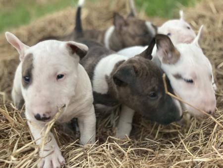 Bull Terrier (Miniature) for sale by WILDBULLFIRE