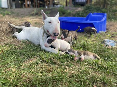 Bull Terrier (Miniature) for sale by WILDBULLFIRE