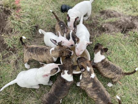 Bull Terrier (Miniature) for sale by WILDBULLFIRE