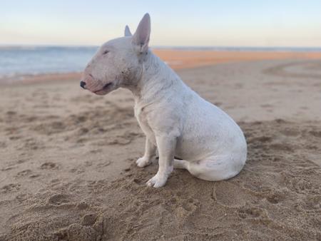 Bull Terrier (Miniature) for sale by WILDBULLFIRE