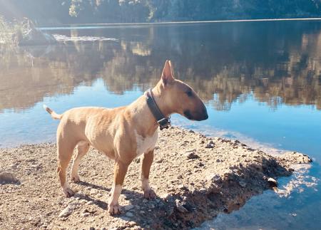 Bull Terrier (Miniature) for sale by WILDBULLFIRE