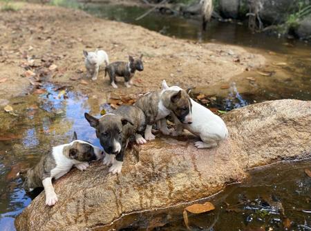 Bull Terrier (Miniature) for sale by WILDBULLFIRE