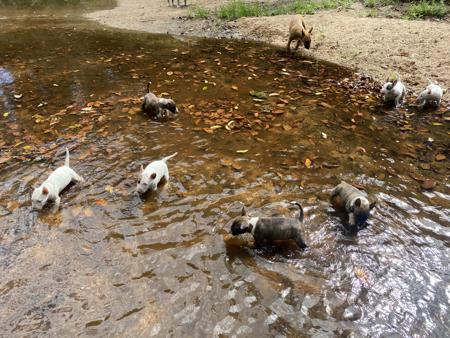Bull Terrier (Miniature) for sale by WILDBULLFIRE