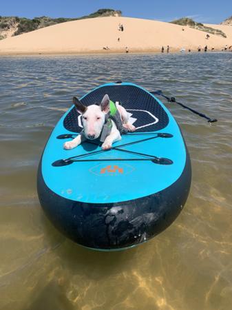 Bull Terrier (Miniature) for sale by WILDBULLFIRE