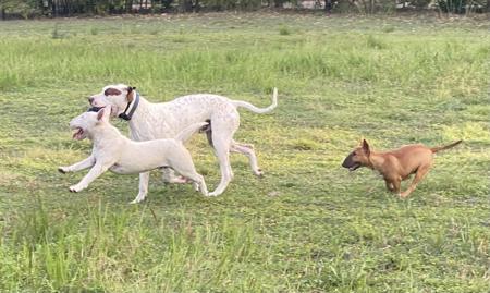 Bull Terrier (Miniature) for sale by WILDBULLFIRE