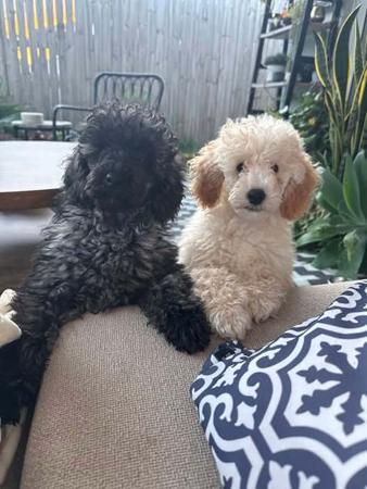 Poodle (Miniature) puppy for sale by VERWEGAN