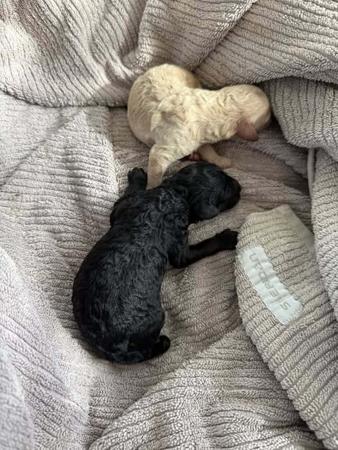 Poodle (Miniature) puppy for sale by VERWEGAN