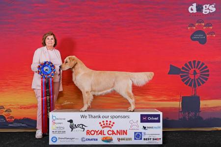 Aust Ch GoldMartini Killer Queen Golden Retriever