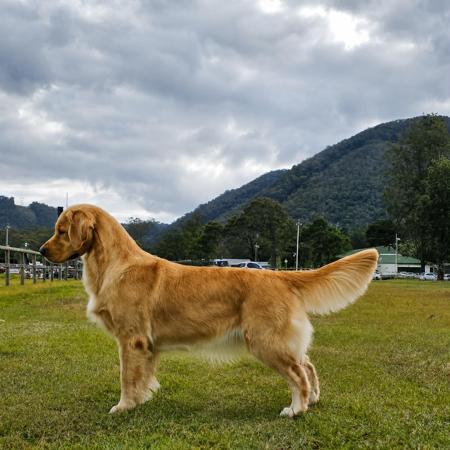 Aust Grand Ch GoldMartini Oops I DidIt Again JC Golden Retriever