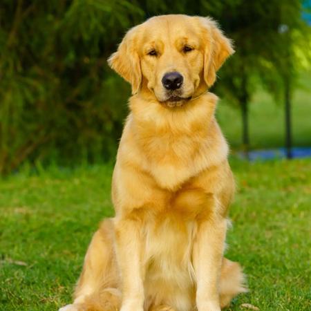 Golden Retriever for sale by GOLDMARTINI