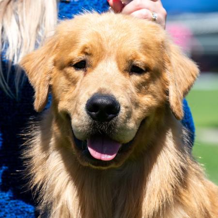 Golden Retriever for sale by GOLDMARTINI