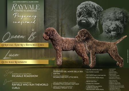 Lagotto Romagnolo for sale by RAYVALE