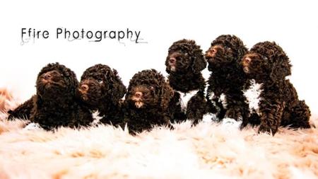 Lagotto Romagnolo for sale by RAYVALE