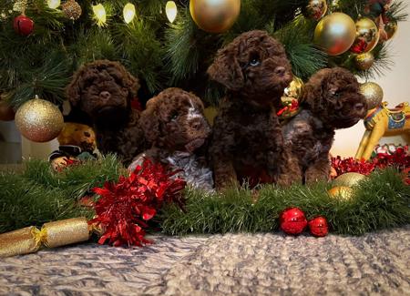 Lagotto Romagnolo for sale by RAYVALE