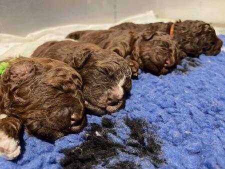 Lagotto Romagnolo for sale by RAYVALE