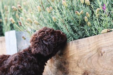 Lagotto Romagnolo for sale by RAYVALE