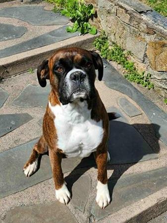 Boxer for sale by RUDILEX