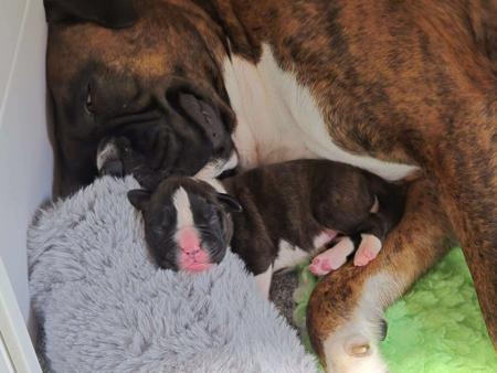 Boxer for sale by RUDILEX