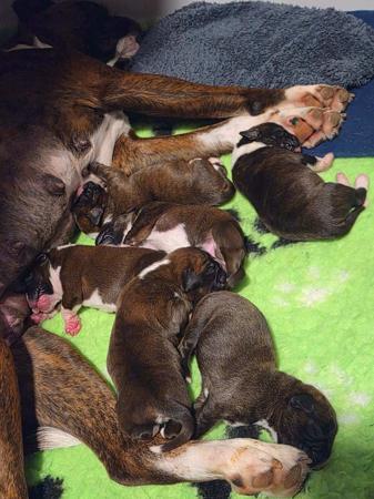 Boxer for sale by RUDILEX