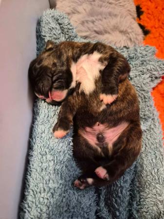 Boxer for sale by RUDILEX