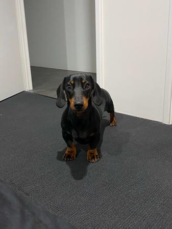 Dachshund (Miniature Smooth Haired) for sale by ALLEGRETO