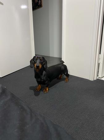 Dachshund (Miniature Smooth Haired) for sale by ALLEGRETO