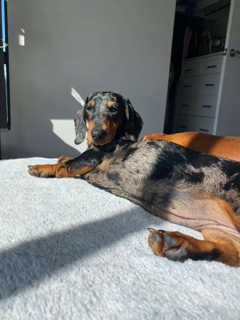 Dachshund (Miniature Smooth Haired) for sale by ALLEGRETO