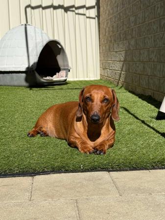 Dachshund (Miniature Smooth Haired) for sale by ALLEGRETO