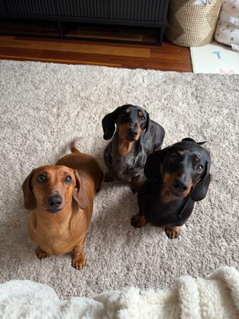 Dachshund (Miniature Smooth Haired) for sale by ALLEGRETO