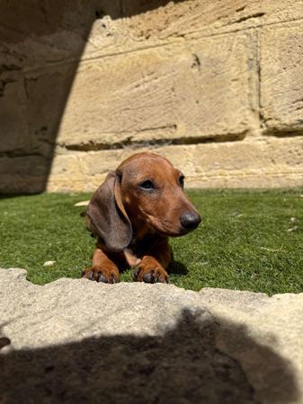 Dachshund (Miniature Smooth Haired) puppy for sale by ALLEGRETO
