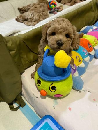 Poodle (Toy) puppy for sale by LEPETITOYZ
