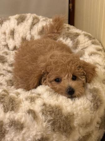 Poodle (Toy) puppy for sale by LEPETITOYZ