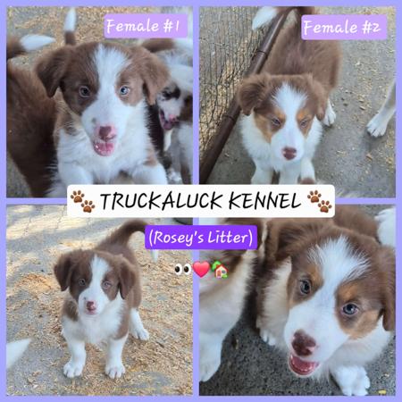 Border Collie puppy for sale by TRUCKALUCK