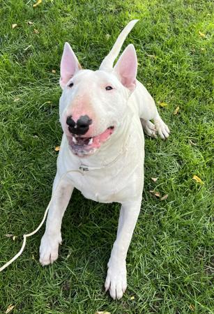 Bull Terrier puppy for sale by JASPER1