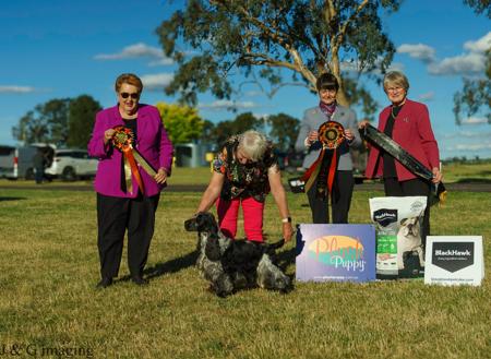 Cocker Spaniel puppy for sale by MEGAN