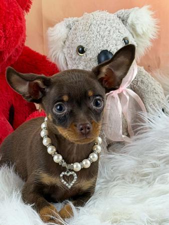Russian Toy (Smooth Haired) puppy for sale by LUXURYTOYPAW