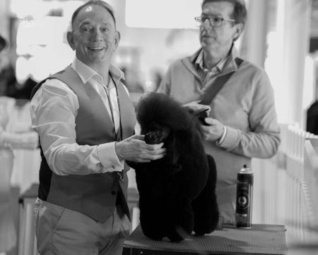 Poodle (Toy) for sale by SAUVAGE