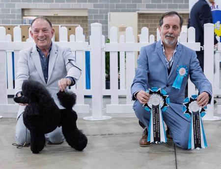 Poodle (Toy) for sale by SAUVAGE