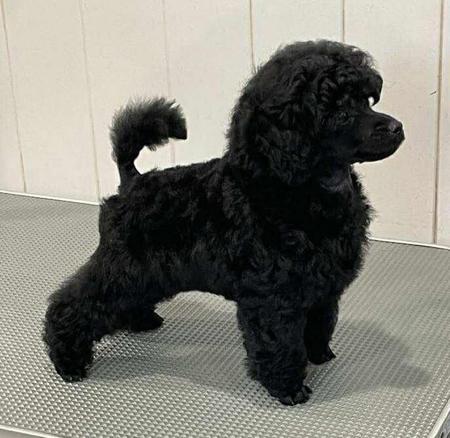 Poodle (Toy) for sale by SAUVAGE