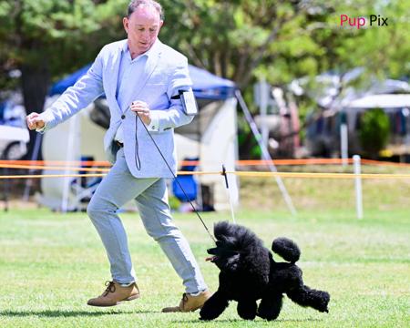 Poodle (Toy) for sale by SAUVAGE