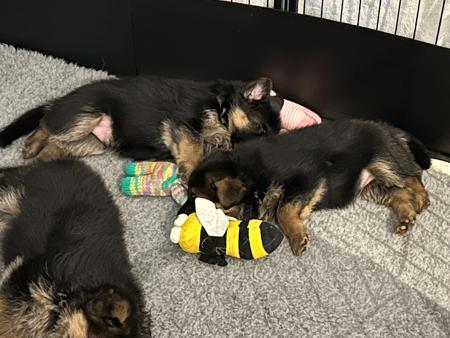 German Shepherd Dog for sale by TREUSCHUTZER