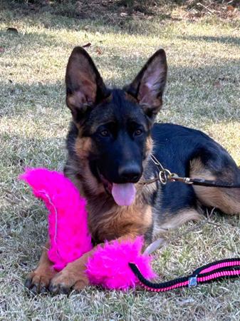 German Shepherd Dog for sale by TREUSCHUTZER