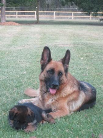 German Shepherd Dog for sale by TREUSCHUTZER