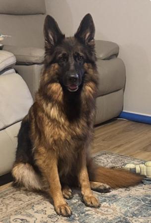 German Shepherd Dog puppy for sale by TREUSCHUTZER